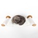 Cat shelf with hammock and wall bed, furniture for cats