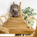 Comfortable cat bridge and wall shelves – custom climbing furniture