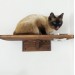 Kitten shelf with 2 bowls