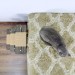 Cat scratching post with wooden pet stairs – comfort and fun
