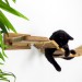 Comfortable floating cat bridge – fun wall playground
