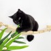 Comfortable floating cat bridge – fun wall playground
