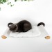 Cat shelf with hammock and wall bed, furniture for cats