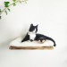 Cat shelves modern kitten furniture