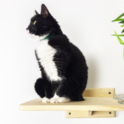 Cat shelves Cat shelves